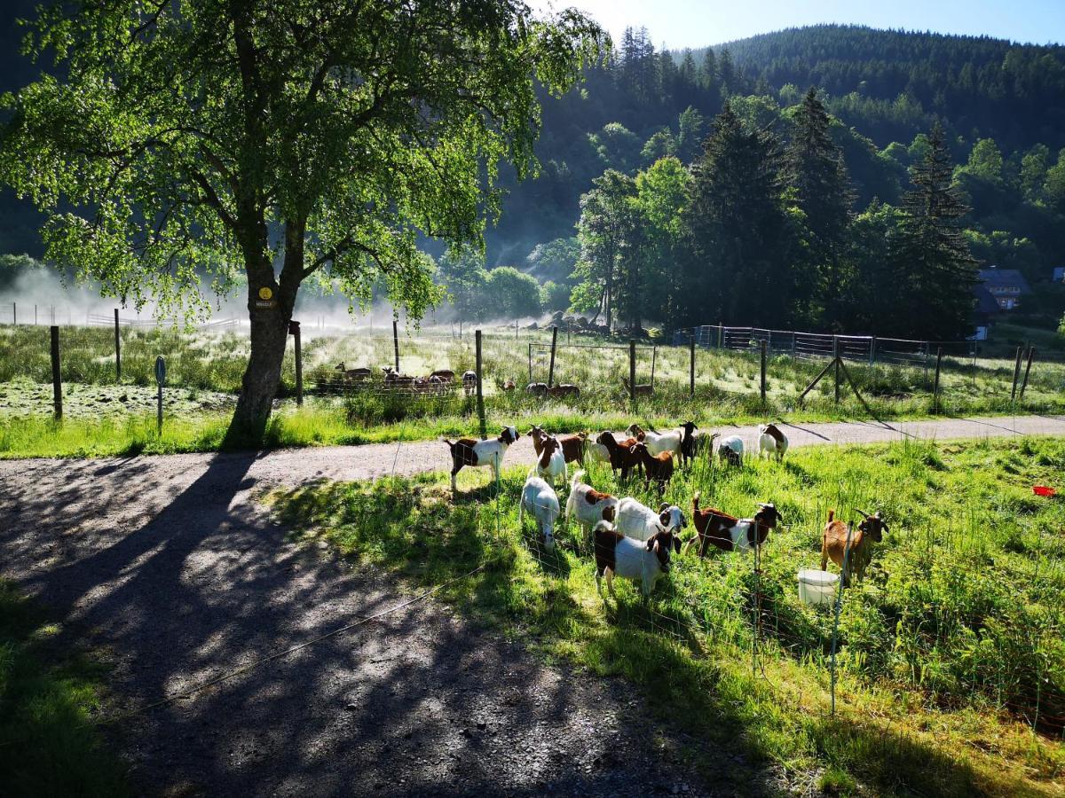 B2 Albmatte Menzenschwand